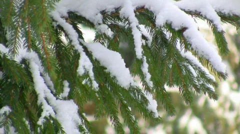 Snow-capped pine branch, loopable Video stock 661467