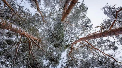 Snow-capped pine tops, bottom view between tall trunks and clear sky Stock Photos