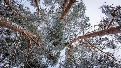 Snow-capped pine tops, bottom view between tall trunks and clear sky Stock Photos