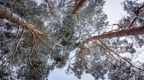 Snow-capped pine tops, bottom view between tall trunks and clear sky Stock Photos