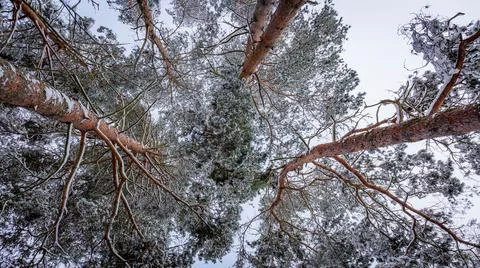 Snow-capped pine tops, bottom view between tall trunks and clear sky Stock Photos