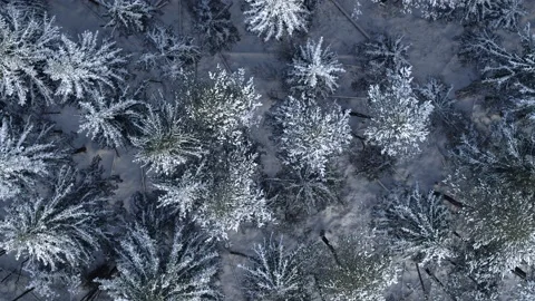 Snow-capped tree tops. The view from the top. 動画素材 146580172