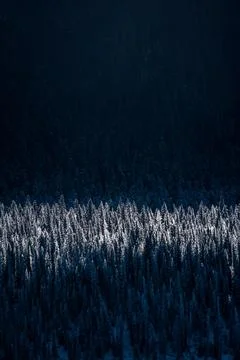 Snow Capped Trees Stock Photos
