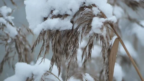 Snow caps on dry grass - cloudy winter evening. Stock Footage 320486073