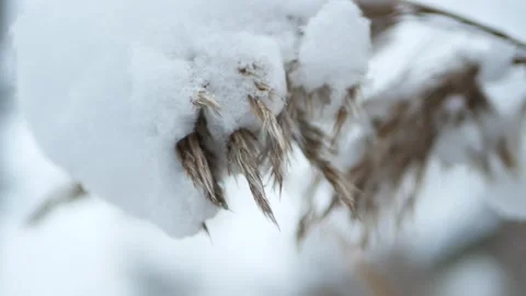 Snow caps on dry grass - cloudy winter evening. Stock Footage 320486229