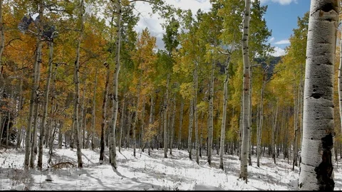 Snow Carpet Fall Aspens Stock Footage 105045389