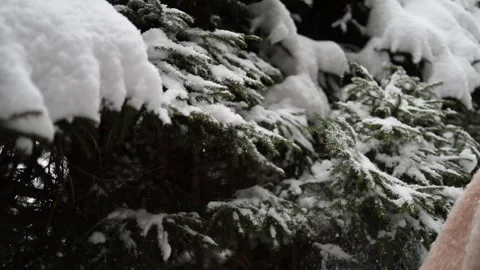 Snow cascades down from the branches of a fir tree, capturing a dynamic moment i Stock Footage 298260384