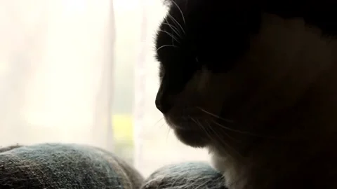 Snow Cat Close Up RAW Stock Footage 237007621