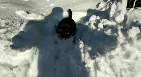 Snow cat Stock Footage 170609192