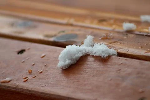 Snow on Cedar Stock Photos