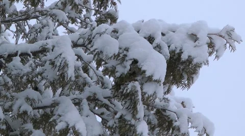 Snow On Cedar Tree Stock Footage 2565687