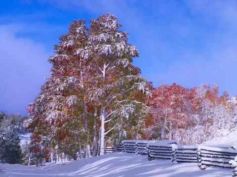 SNOW ON CHANGING ASPEN TREES Stock Photos