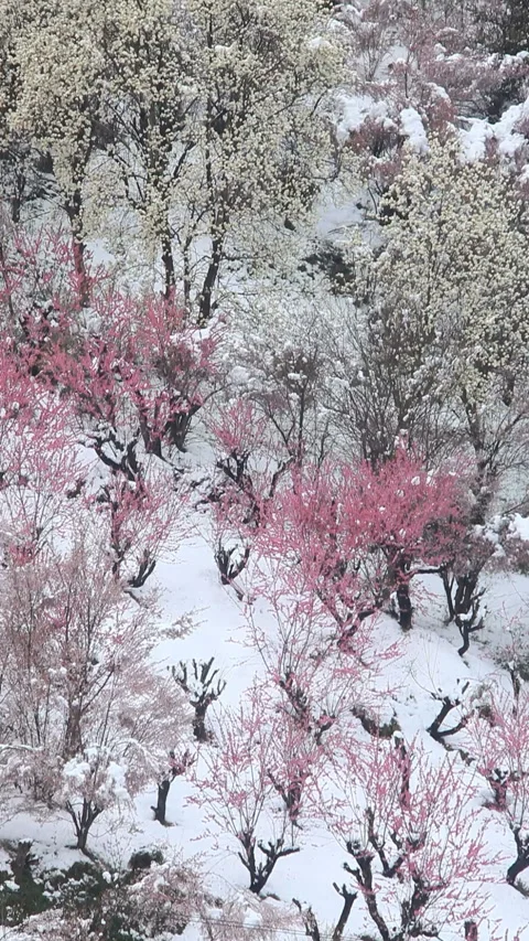 Snow, Cherry Blossoms, Peach, and Magnolia: A Forest of Flowers Stock-Footage 330164401