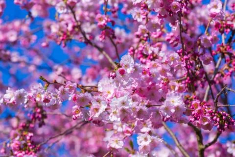 Snow cherry blossoms Stock Photos