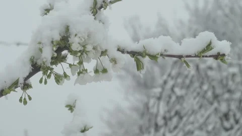 Snow on the cherry Stock Footage 306229953