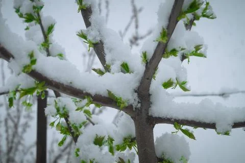 Snow on the cherry Stock Photos