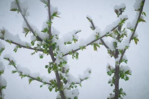 Snow on the cherry Stock Photos