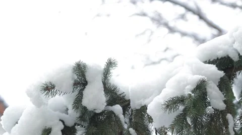 Snow on christmas tree Stockbeeldmateriaal 56240904