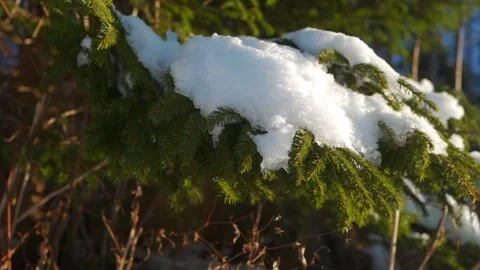 Snow Christmas tree Stock-Footage 277791016