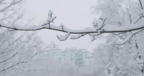 Snow-clad branches dominate the frame, with snowy trees in the backdrop. In the Vidéo 252942171