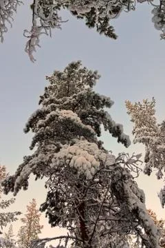Snow-clad pine tree at sunset Stock Photos