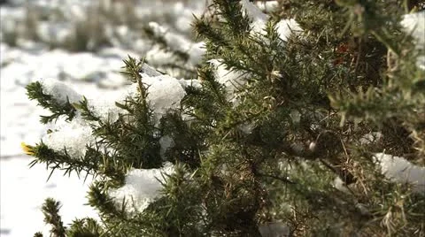 Snow clinging to gorse HD Video stock 20808721