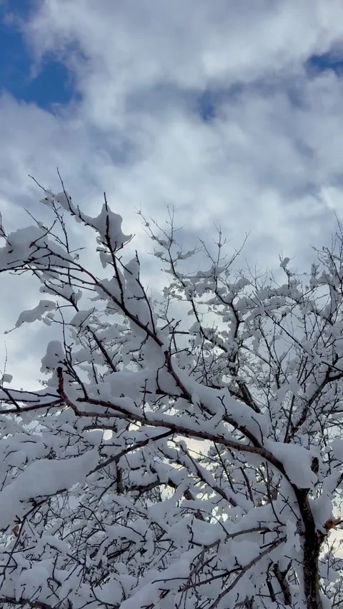 Snow, clouds, sun vertical Video stock 311783065