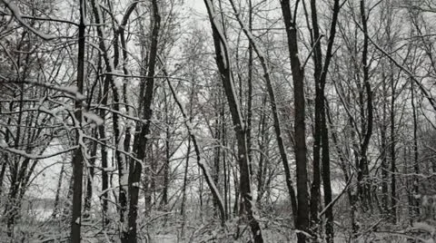 Snow clumps falling from trees in oak forest - pan left to right Stock Footage 22138614