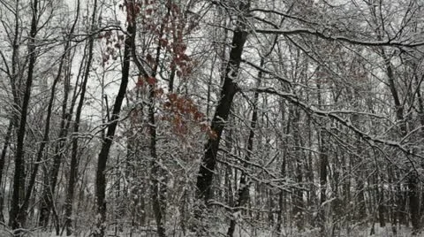 Snow clumps falling from trees in oak forest - pan right to left Stock Footage 22139313