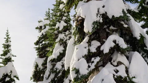 Snow Coated Stock-Footage 315114824