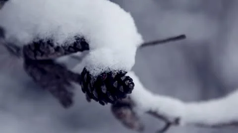 Snow coating branch with pine cones during snowfall Stock Footage 22028510
