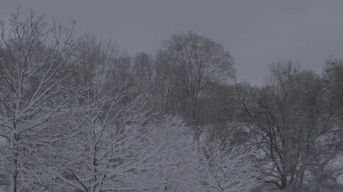 Snow coevered trees and a cloudy sky 動画素材 87478471