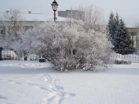 Snow cold temperature Winter Tree Plant Architecture built structure building 스톡 사진