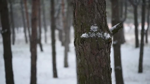 Snow comes in the pine forest Winter 6 Stock Footage 71159341