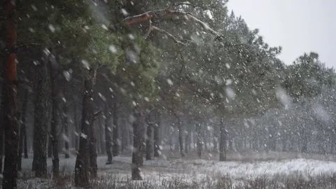 Snow comes in the pine forest Winter 5 Stock Footage 71159348
