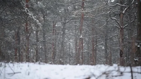 Snow comes in the pine forest Winter 8 Stock Footage 71159357