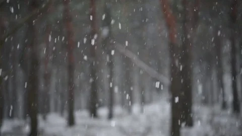 Snow comes in the pine forest Winter 3 Stock Footage 71159379