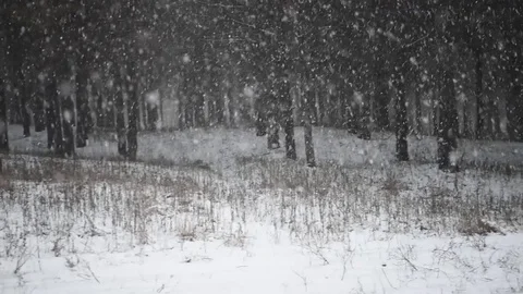 Snow comes in the pine forest Winter 2 Stock Footage 71159383