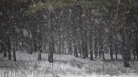 Snow comes in the pine forest Winter 1 Stock Footage 71159406