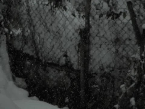 Snow coming down Stock Photos