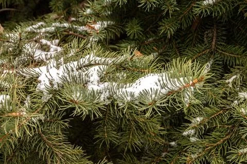 Snow conifer branches Stock Photos