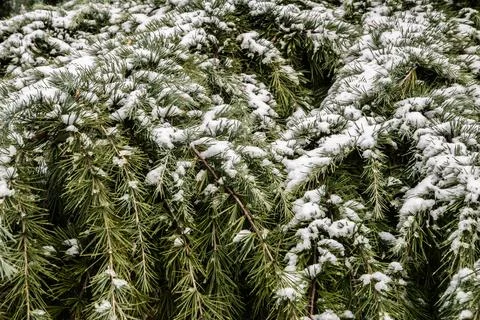 Snow conifer branches Stock Photos