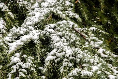 Snow conifer branches Stock Photos
