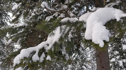 Snow on coniferous branches Stock Footage 121505148