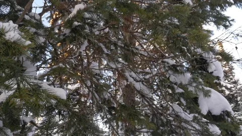 Snow on coniferous branches Video stock 121505277