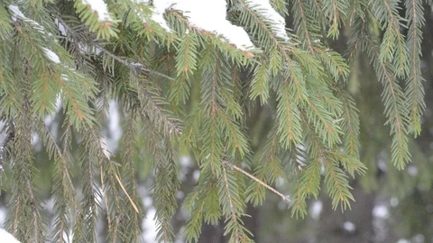 Snow on coniferous branches Stock Footage 122905367