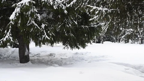 Snow on coniferous branches Stock Footage 124243813