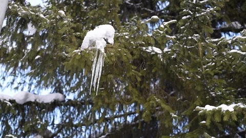Snow on coniferous branches Stock Footage 124243919
