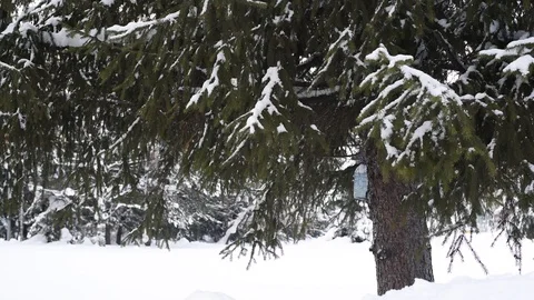Snow on coniferous branches Stock Footage 124243984