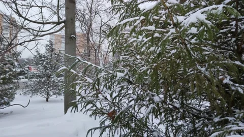 Snow on coniferous branches Stockbeeldmateriaal 168265620